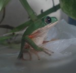 てづ２ごう002.jpg