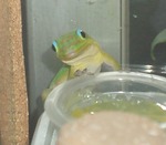 ヒルヤモリ010.jpg